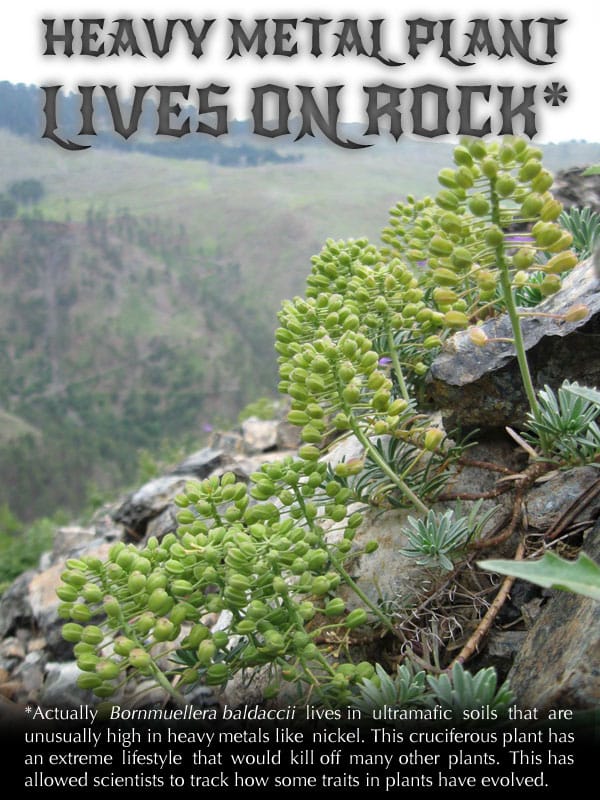 Heavy Metal Plant LIVES ON ROCK