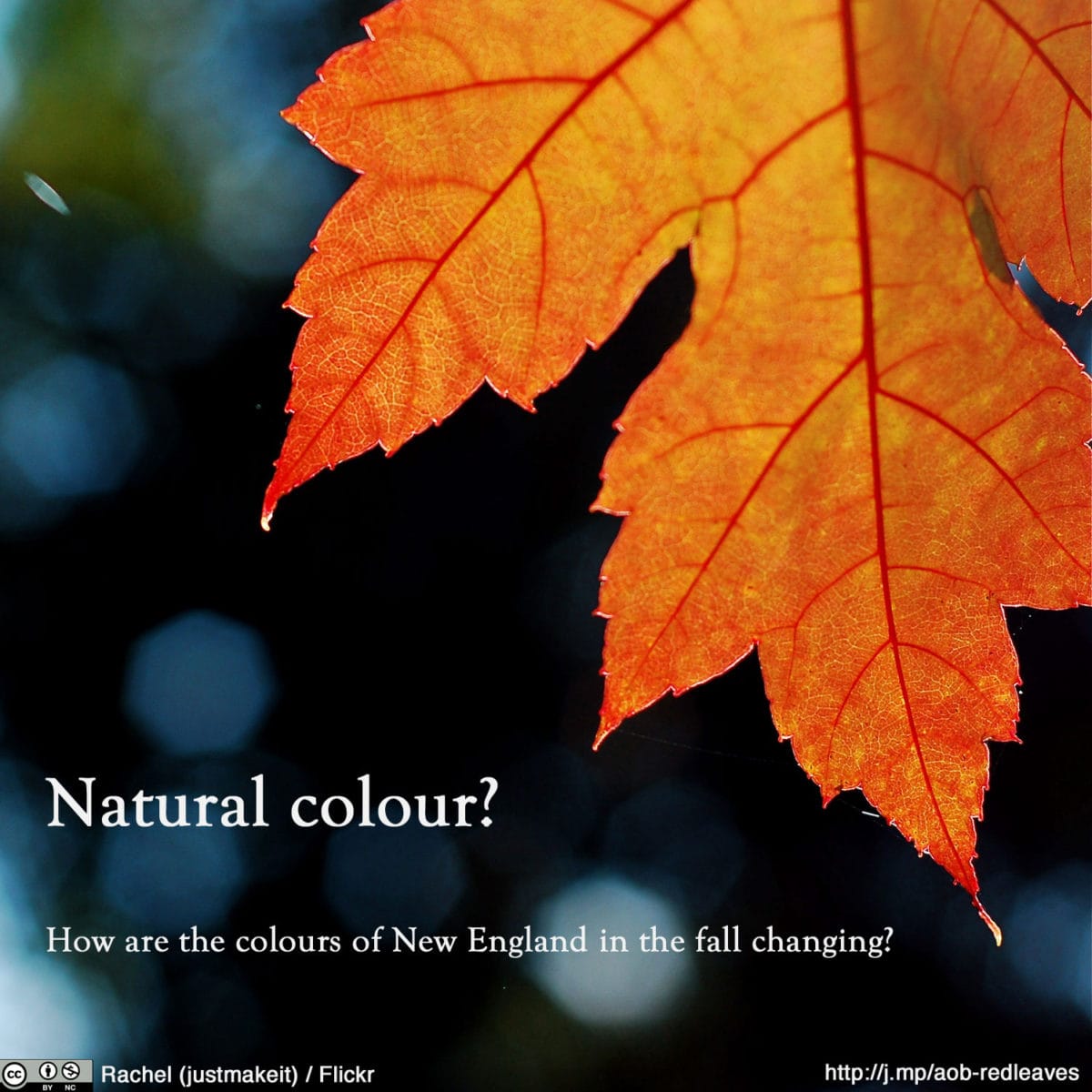Natural Colour? How are the colours of New England in the fall changing?