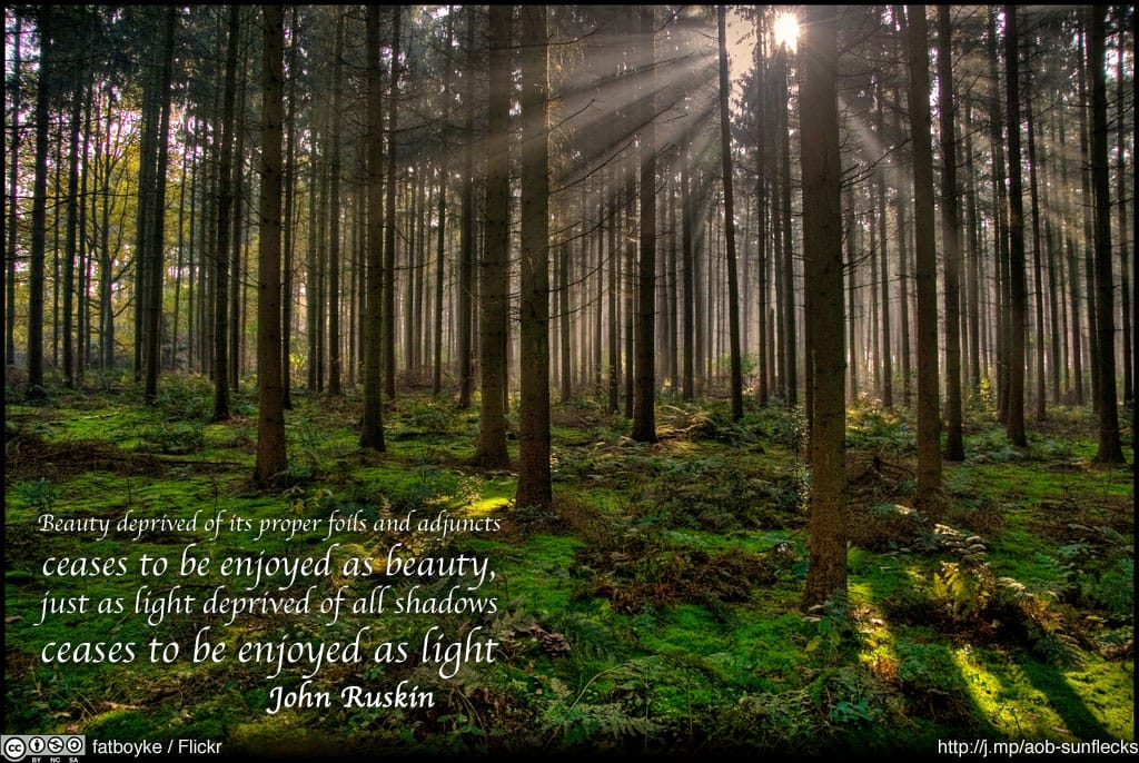 Sunlight through the forest.