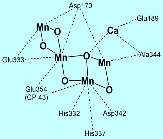 Roles for calcium: numero uno