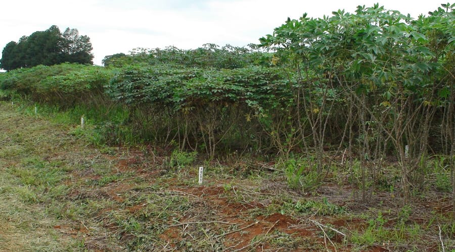 Cassava growing in the tropics.