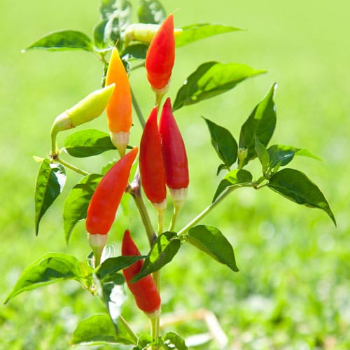 Chili plant