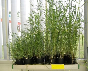 “Editor’s Choice” Debuts at AoB PLANTS