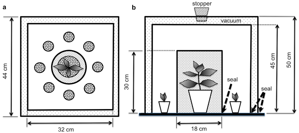 Schematic representation of the custom-designed experimental unit to study communication pathways between fennel and chilli 