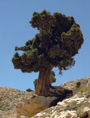 lebanon tree