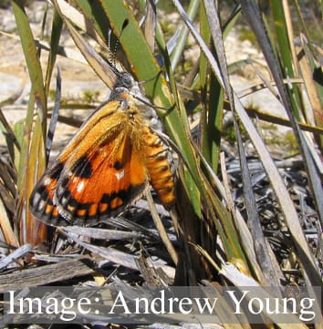 The ecological importance of sedges (Invited Review)