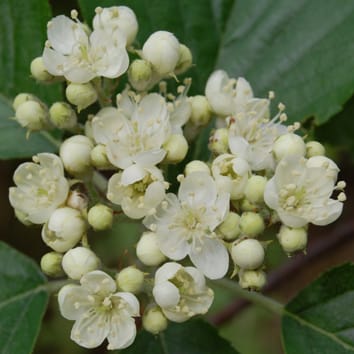 Evolution and speciation in Sorbus