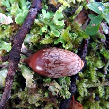 Ecological significance of seed recalcitrance in Quercus