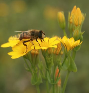 Shifts in mating systems under contrasting environments