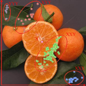 Assignment of SNP allelic configuration in polyploids