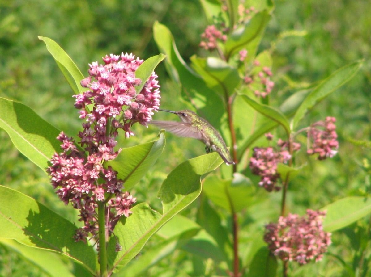 Hummingbird on common milkweed