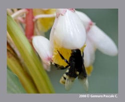 Plantes et insectes pollinisateurs : les aventures d’un couple de choc !