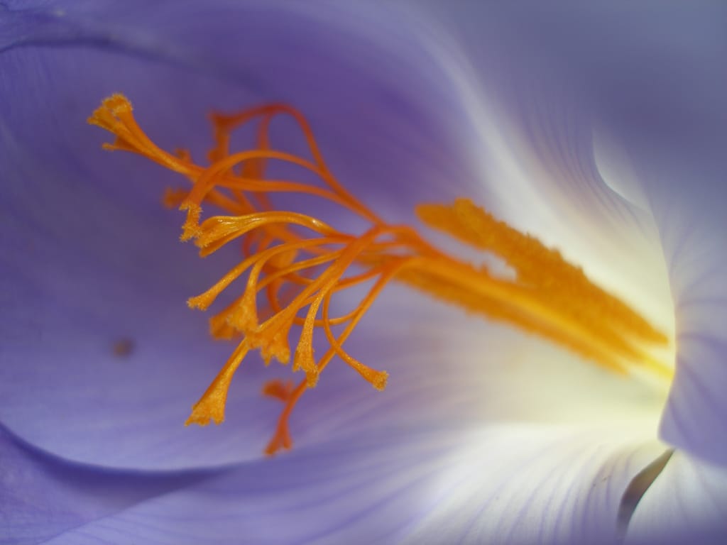 Saffron crocus. Photo Niall McAuley/Flickr.