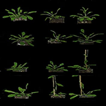 Shade-avoidance syndrome in Arabidopis thaliana