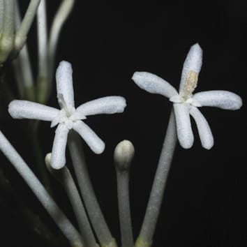 How do you make a flower? Who cares? Hummingbirds.