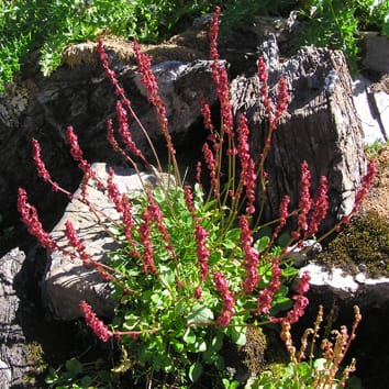 More boys than girls