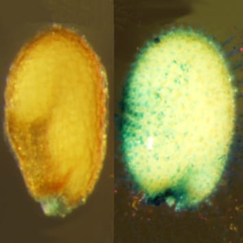 Peroxidase allows germination of proanthocyanidin-deficient arabidopsis seeds