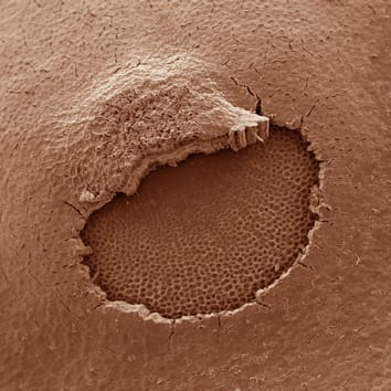 Time and temperature wait for no seed