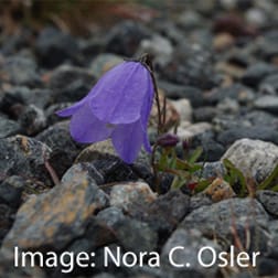 Decoupled variation in floral and vegetative traits