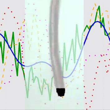 Root elongation growth and lunisolar tidal acceleration