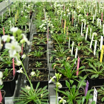 Flowering and morphology responses to high latitudes