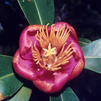 Floral structure and systematics in Malpighiales