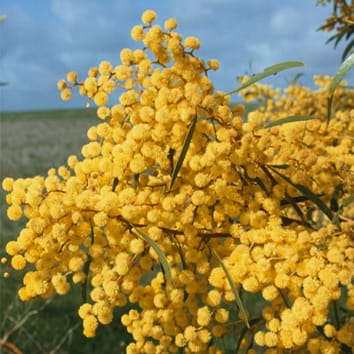 Australia’s national flower is an invasive species – even in Australia