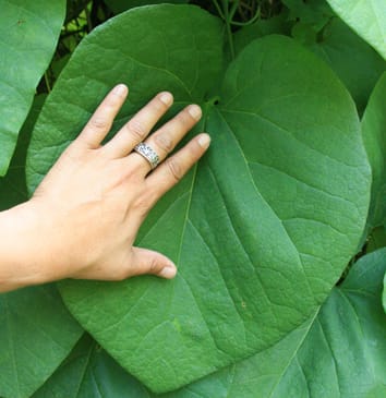 My, what big leaves you’ve got