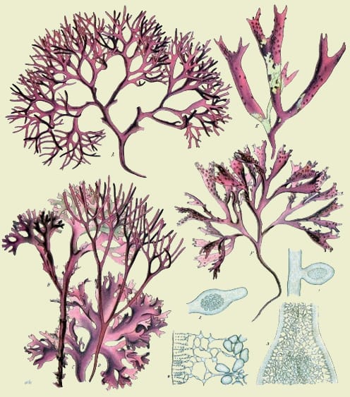 Because they’re not red(!)