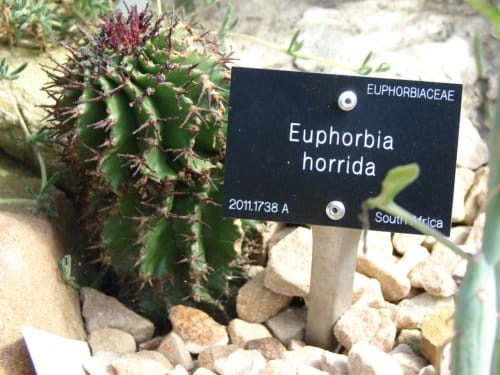 Succulent plants of Africa and America: Do these lookalikes live alike?