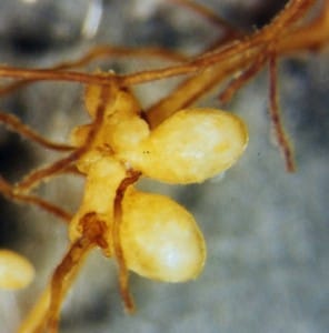 Biological nitrogen fixation in non-legume plants