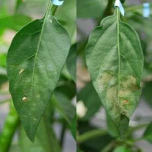 para-Aminobenzoic acid elicits induced resistance against pathogens