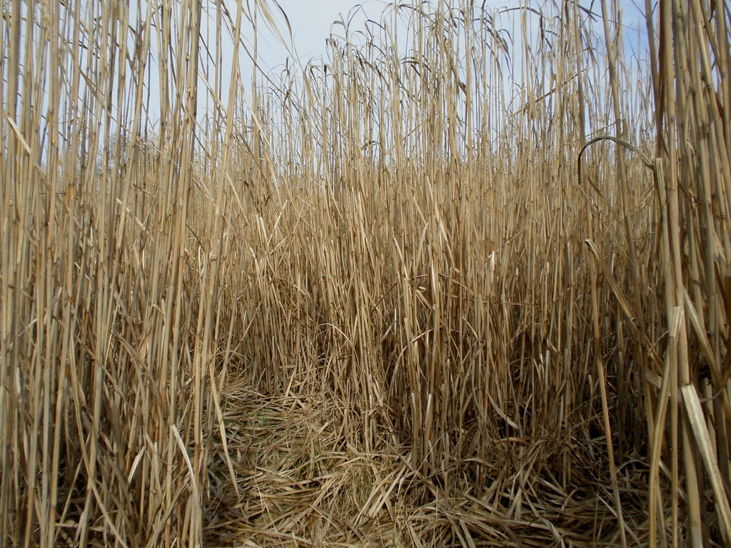 Elephant grass / Micanthus giganteus