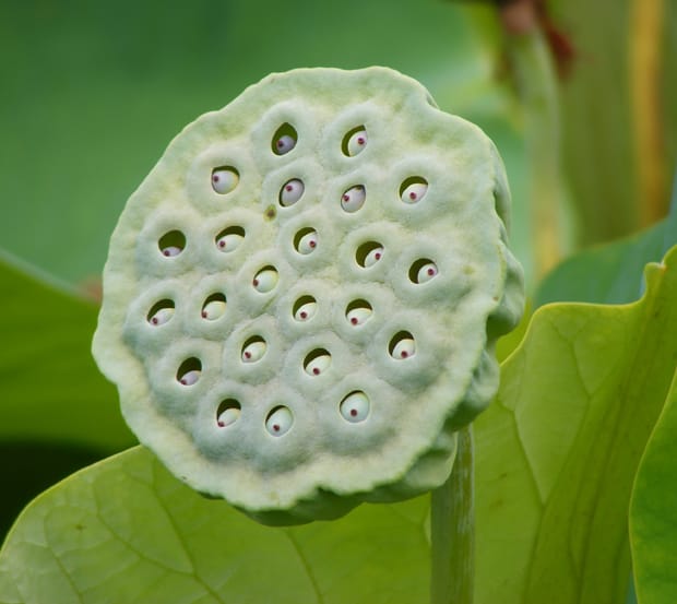 Giant organisms, giant genomes…