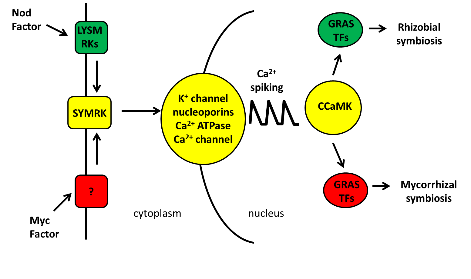 Common Sym pathway diagram