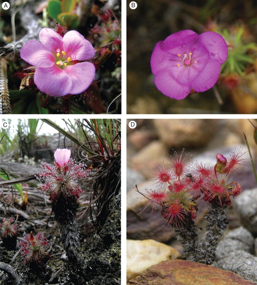 Is Drosera meristocaulis the carnivorous plant that walked?