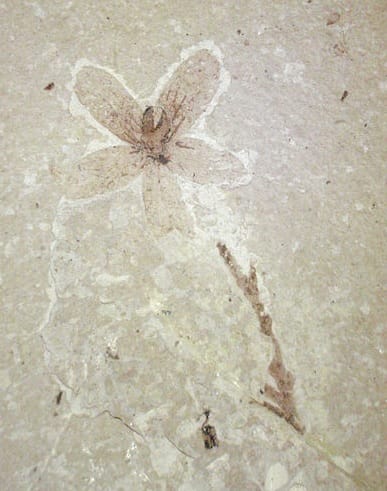 A fossil flowe
