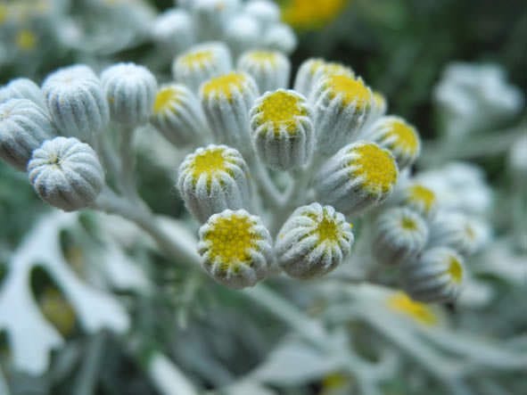 Senecio cineraria DC