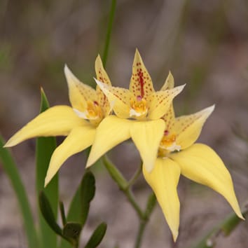 Nutrient acquisition by orchid mycorrhiza