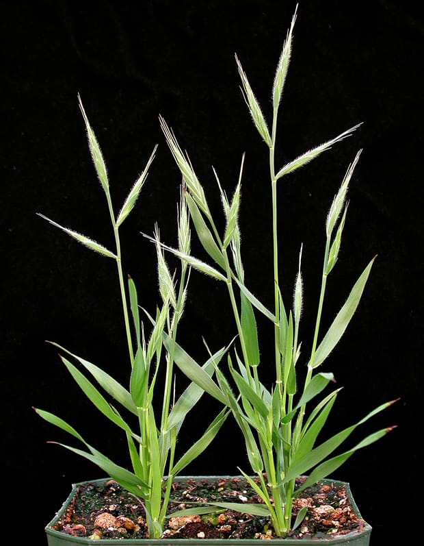 Brachypodium is NOT Arabidopsis(!)