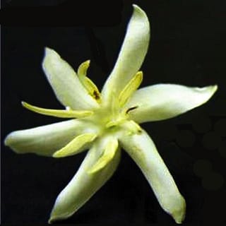 How do you like your coffee? Decaf?