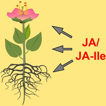 Jasmonates: signals in stress responses and development (Invited Review)