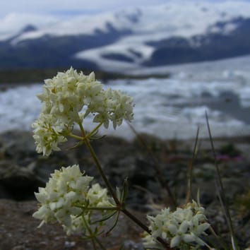 Diversity of the Galium pusillum complex in glaciated Europe