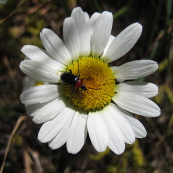 Polyploidy in Leucanthemum in the Iberian Peninsula