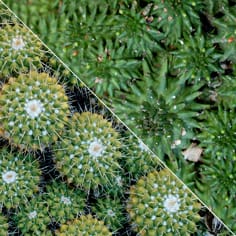 Convergent evolution and climate