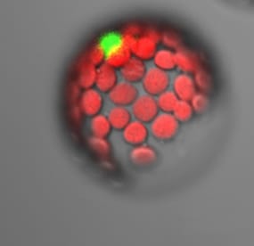 Towards a more sustainable wheat