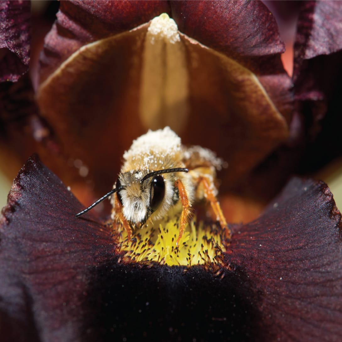 A bee’s eye view of flowers