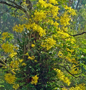 A life of drought and flood in the canopy