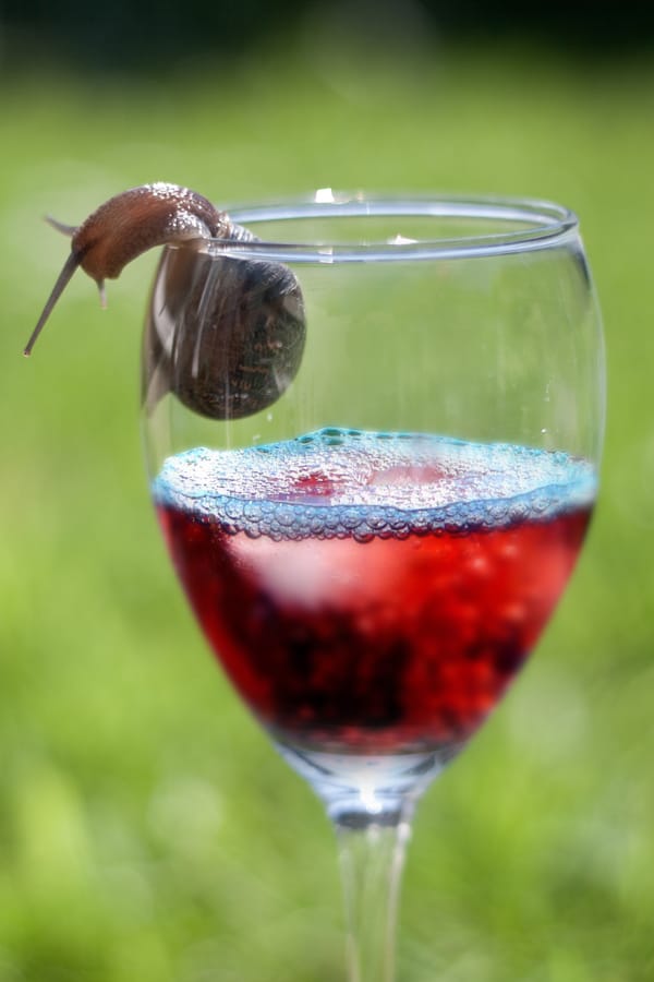 A snail on a wine glass