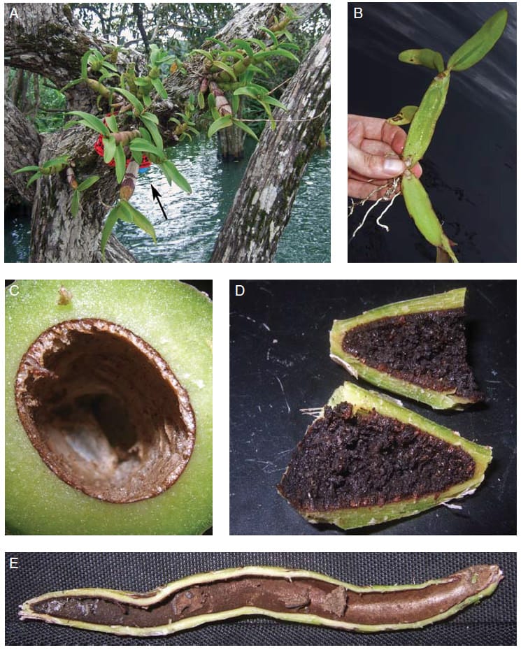 Why is one orchid so happy to cater for ants?